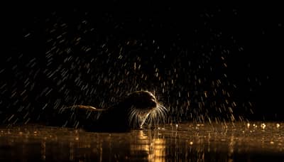 Ungarn vinter — 16