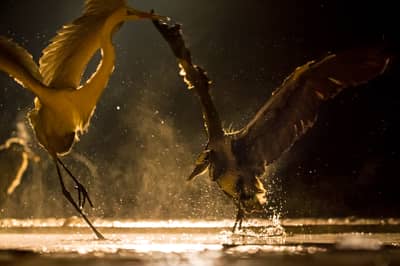 Ungarn vinter — 29