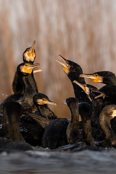 Ungarn vinter — 23