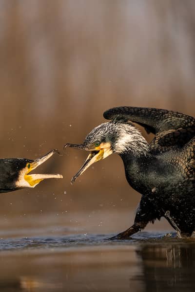 Ungarn vinter — 30