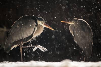 Ungarn vinter — 35