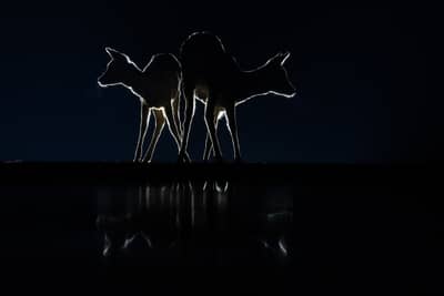 Ungarn vinter — 17