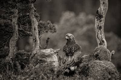 Vinter i ørnerigtet — 7