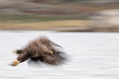 Vinter i ørnerigtet — 8