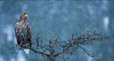 Vinter i ørnerigtet — 9