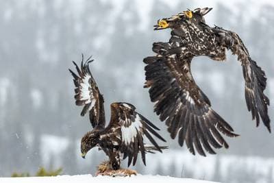 Vinter i ørnerigtet — 11