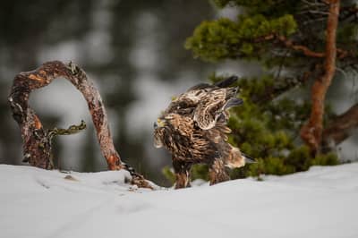 Vinter i ørnerigtet — 4