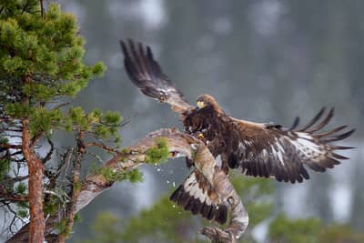 Vinter i ørnerigtet — 33