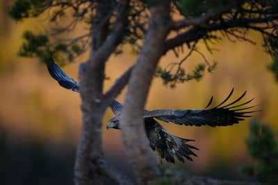 Vinter i ørnerigtet — 31