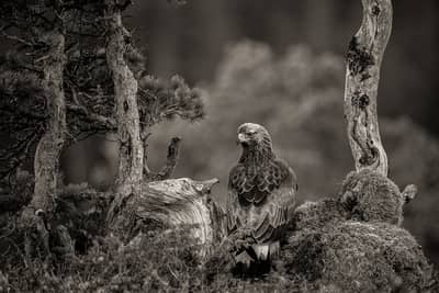 Vinter i ørnerigtet — 24