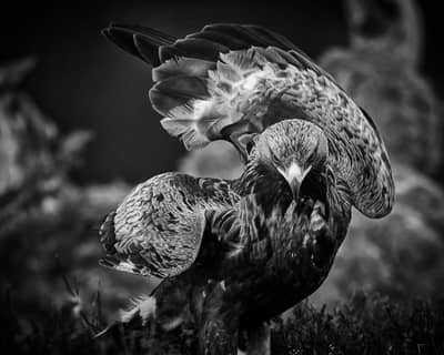 Vinter i ørnerigtet — 16