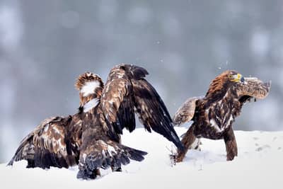 Vinter i ørnerigtet — 19