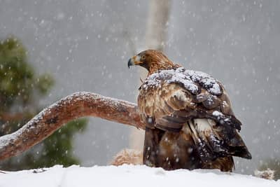 Vinter i ørnerigtet — 30