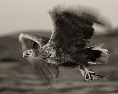 Vinter i ørnerigtet — 23