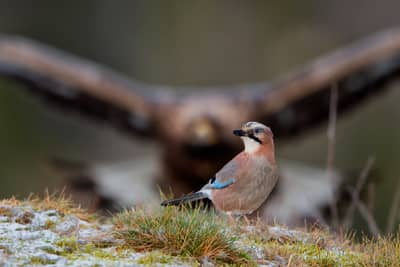 Vinter i ørnerigtet — 15