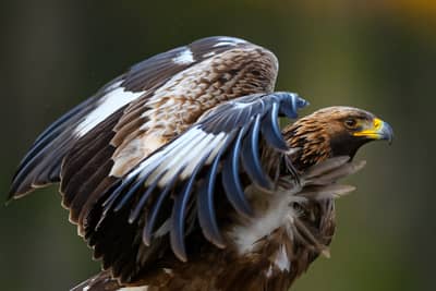 Vinter i ørnerigtet — 22