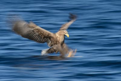 Vinter i ørnerigtet — 17