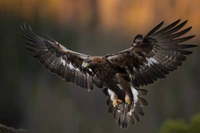 Vinter i ørnerigtet — 3