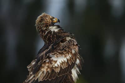 Vinter i ørnerigtet — 28