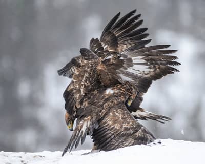 Vinter i ørnerigtet — 26