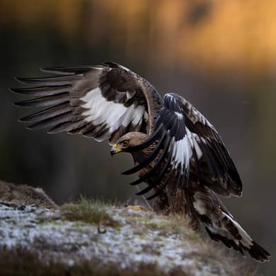 Vinter i ørnerigtet — 2