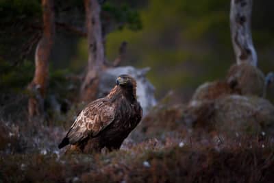 Vinter i ørnerigtet — 29