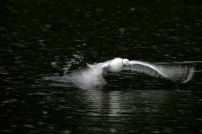 Vinter i ørnerigtet — 5