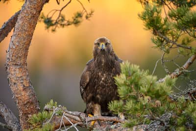 Vinter i ørnerigtet — 27