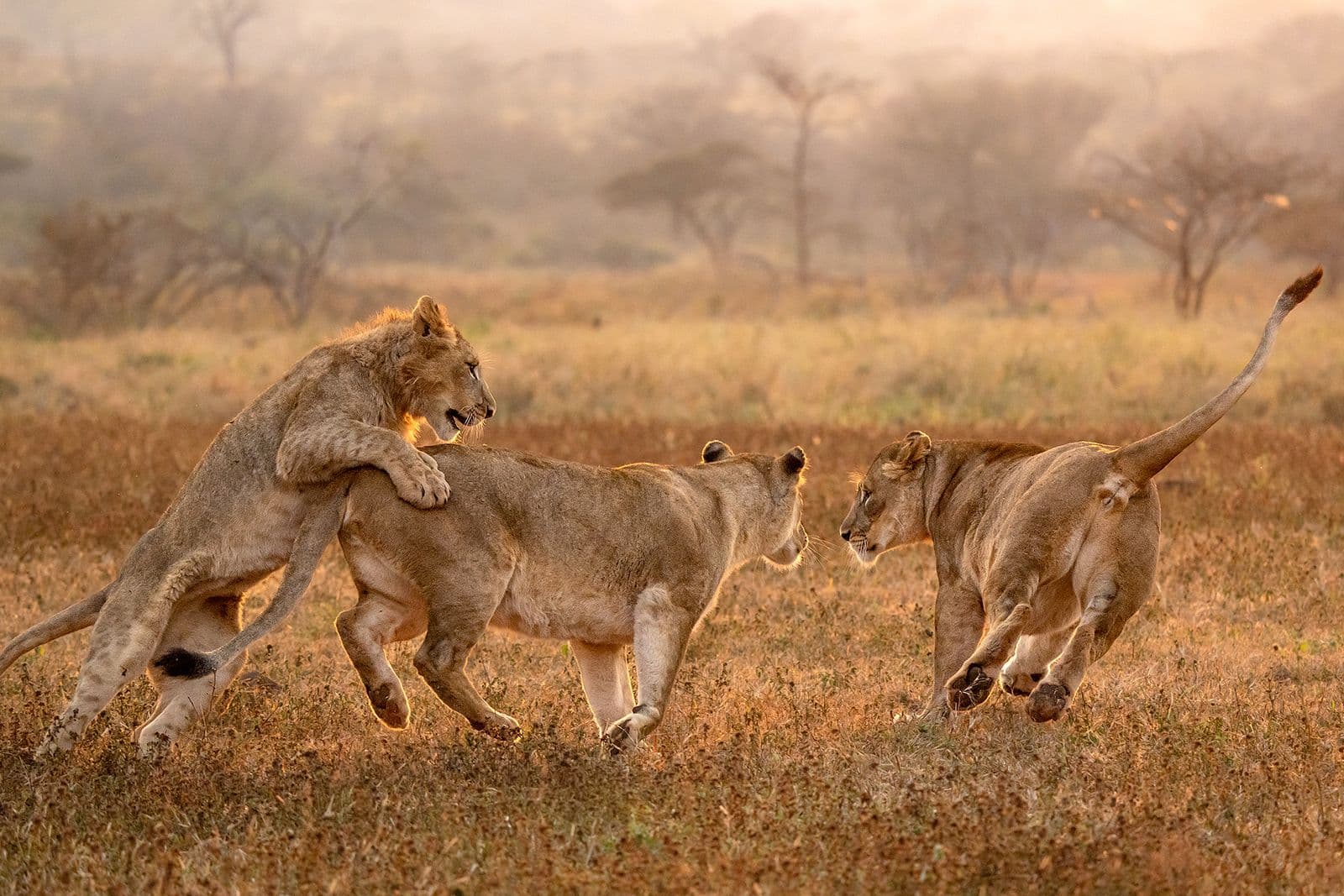 Fotosafari i Afrika – alt du skal vide før din første fotorejse