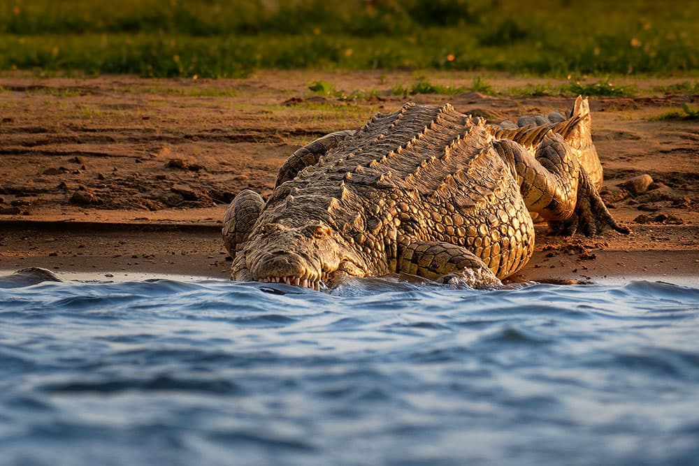 Nilkrokodille (Crocodylus niloticus)