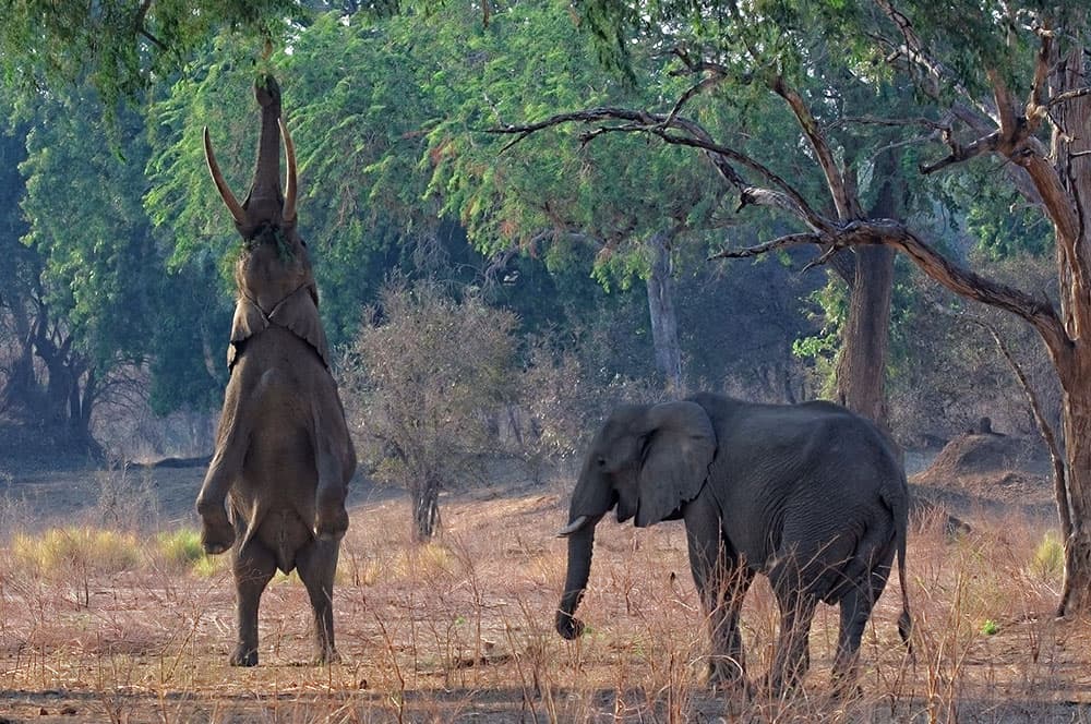 Elephant standing on hind legs