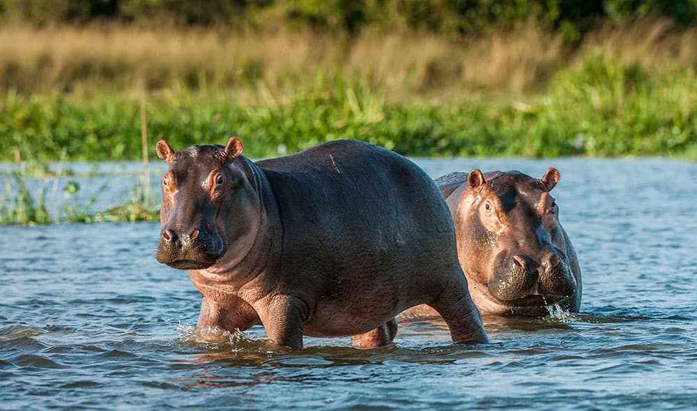 Flodhest (Hippopotamus amphibius)