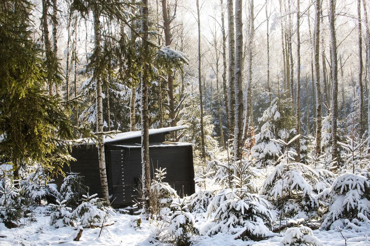 Brutus skogsgömsle i vinterskrud