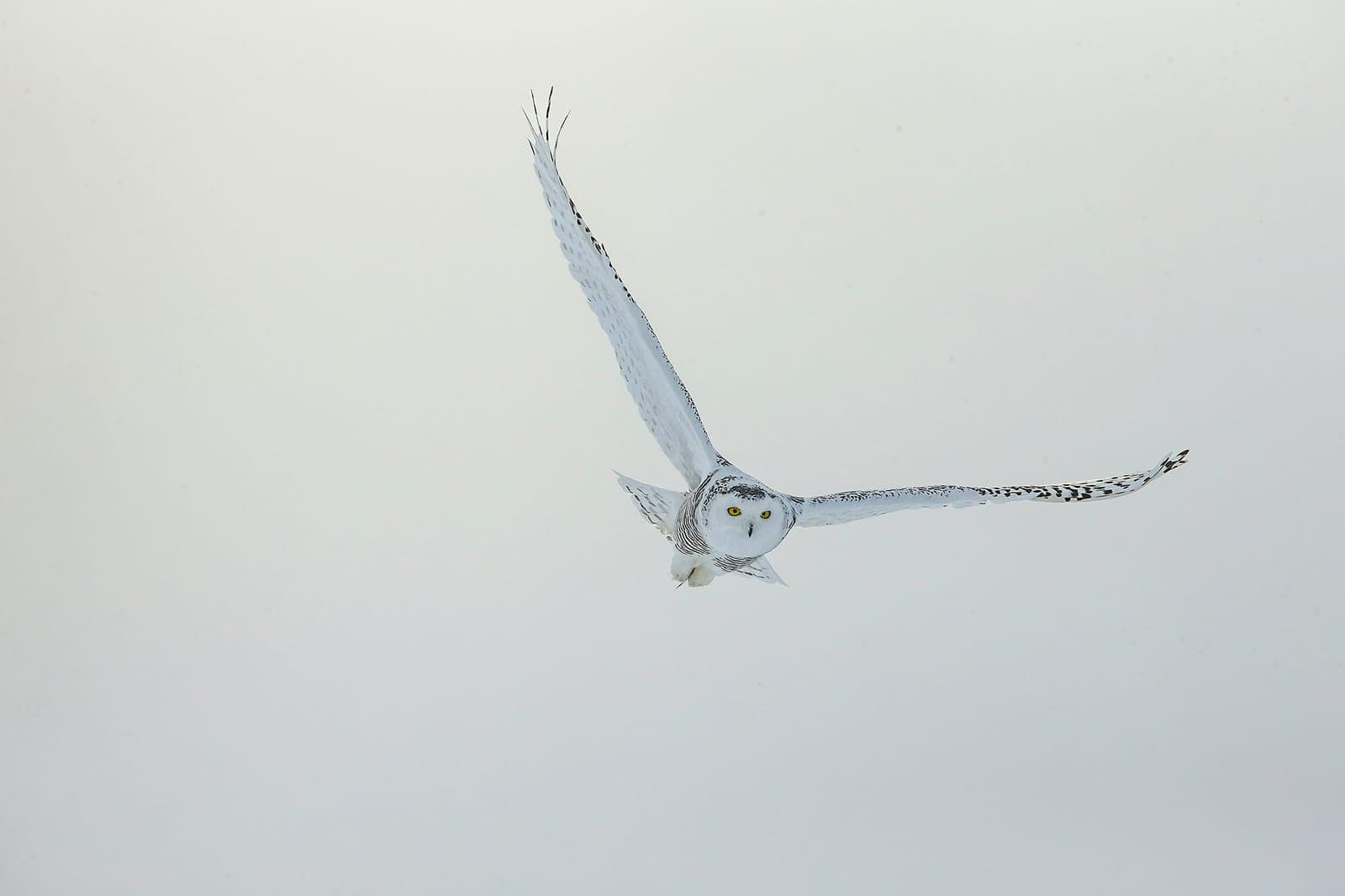 Canada — Bjerguggler og arktisk vildtliv