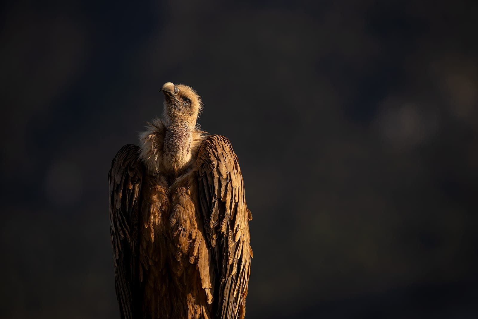 Gåsegrib (Gyps fulvus)