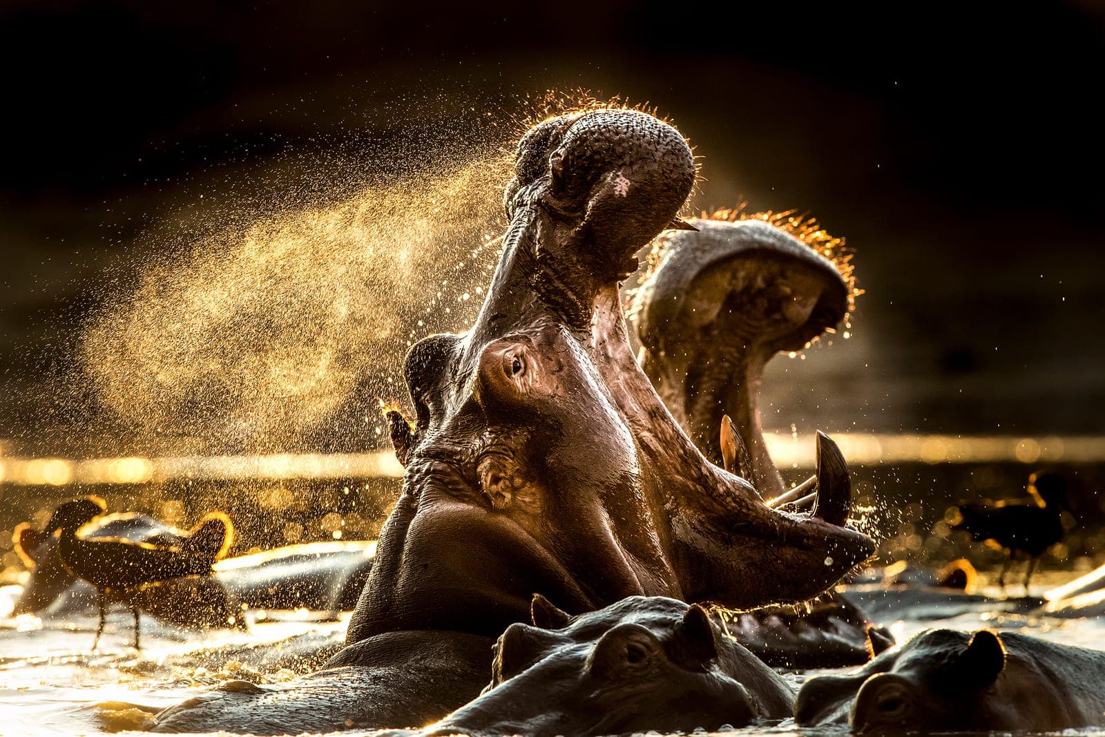 Mana Pools – en unik fotodestination for naturfotografer