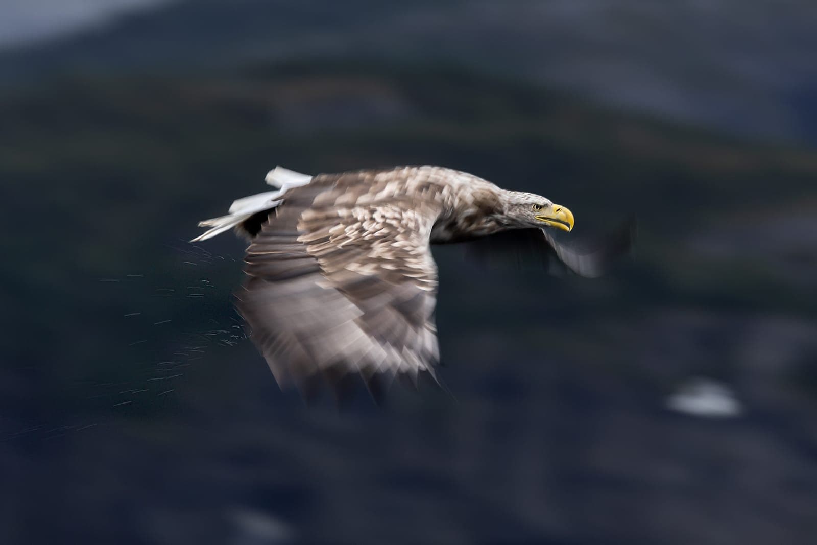 Havørn (Haliaeetus albicilla)
