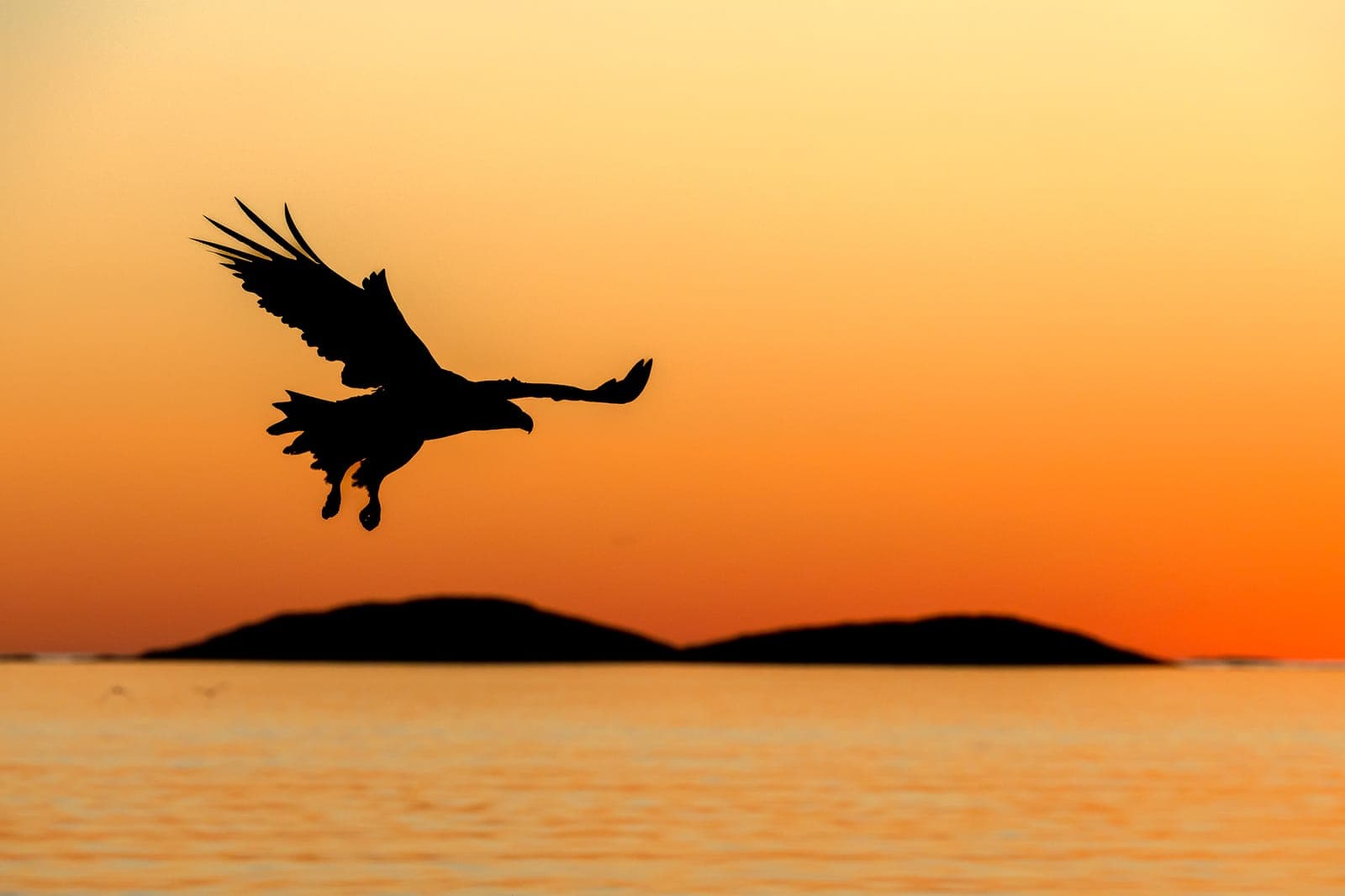 Ansvarlig naturfotografering – etiske retningslinjer for bæredygtig økoturisme