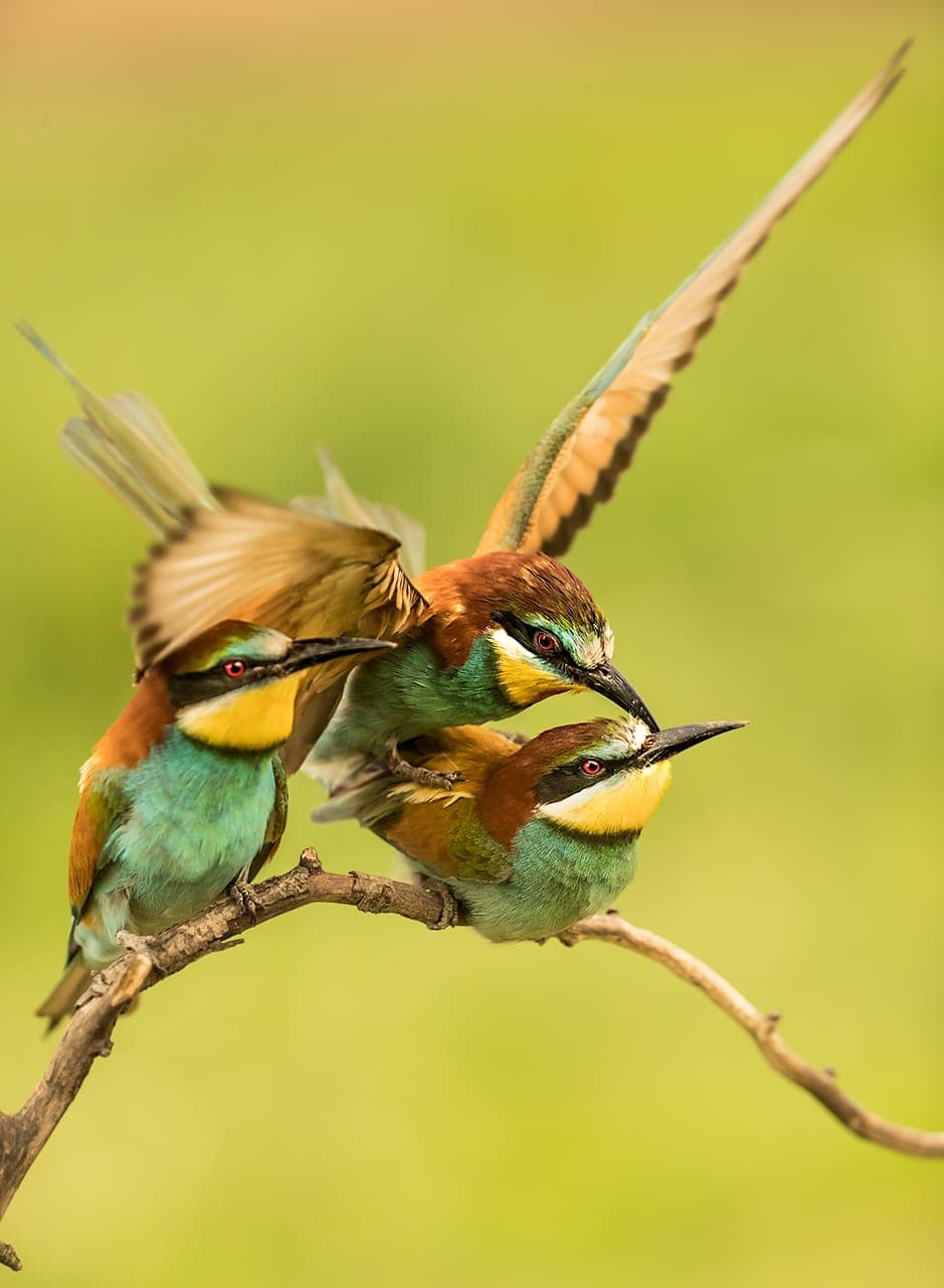 Biæder (Merops apiaster)