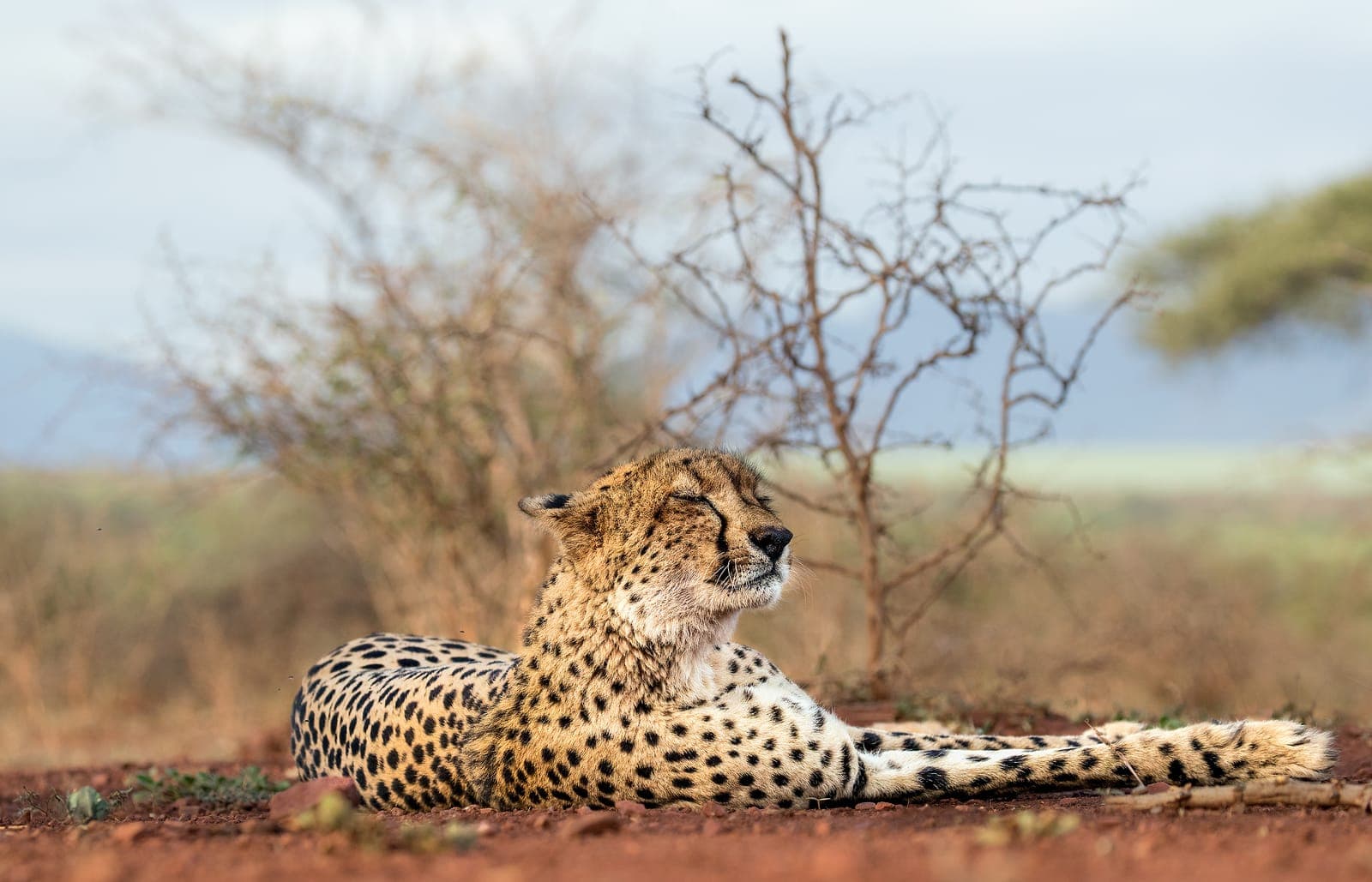 Safari i specialkøretøjer