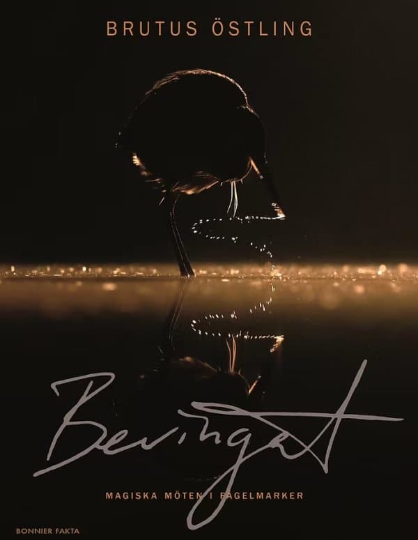 Bevingat