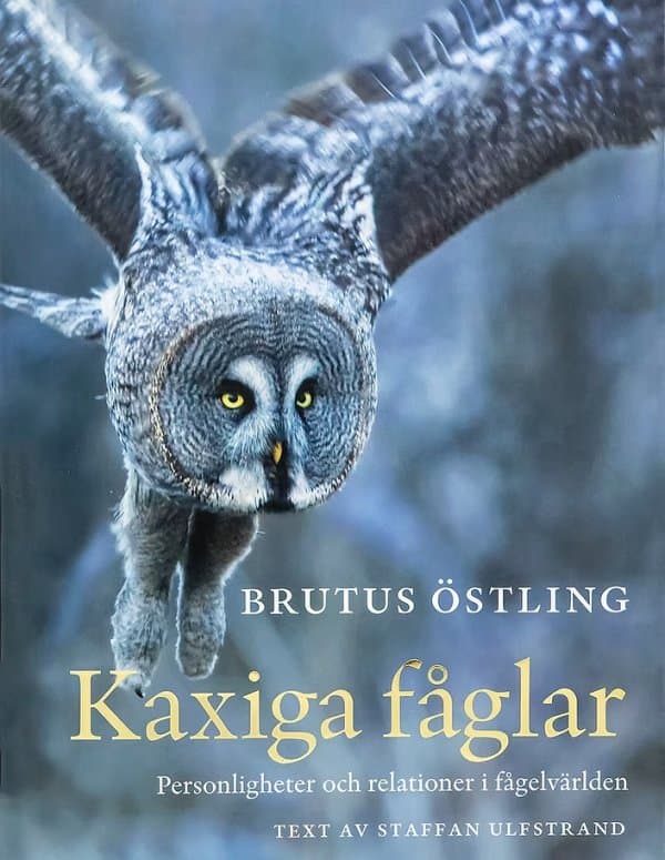 Kaxiga fåglar