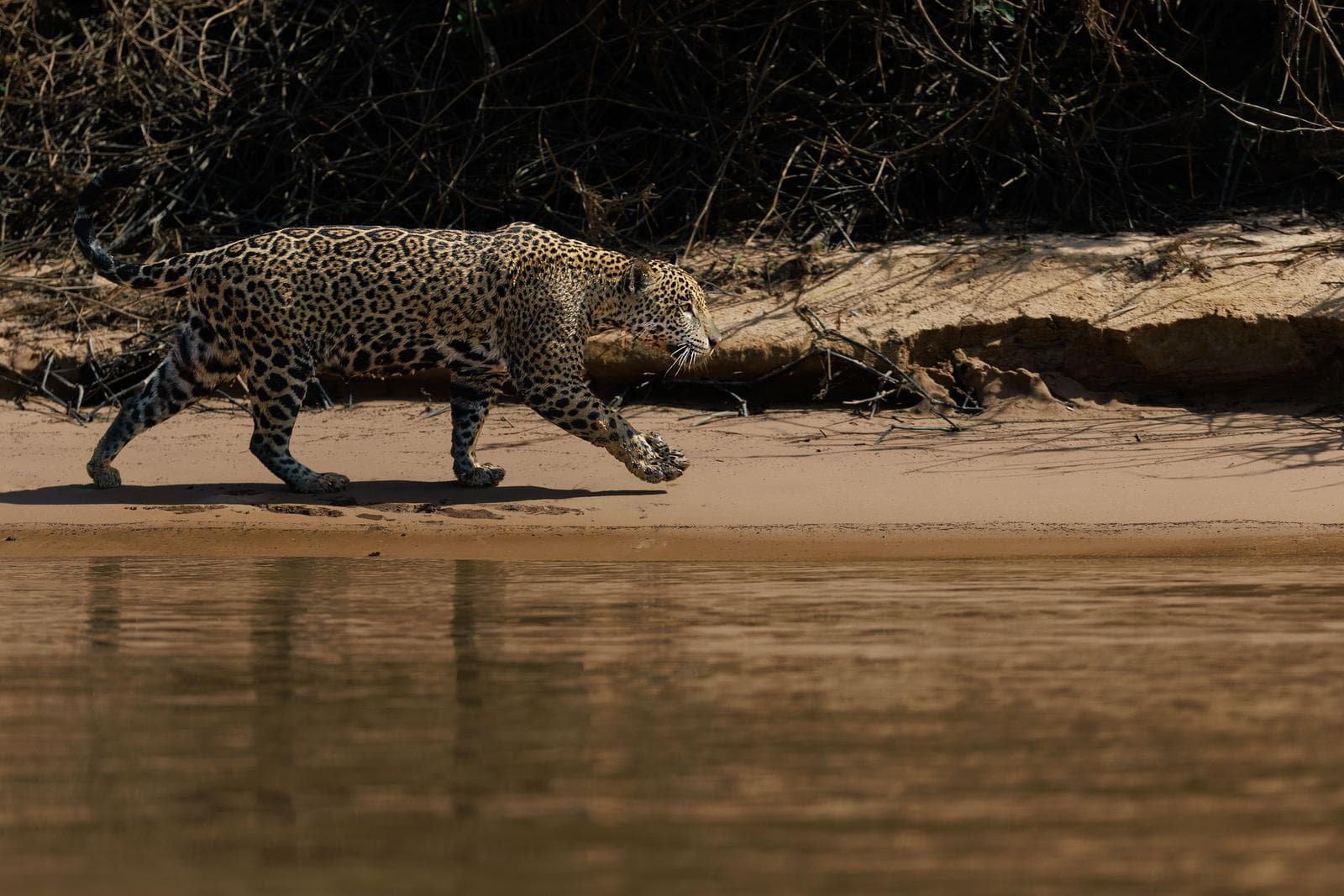 Sony FE 100–400mm F4.5 GM OSS – det perfekte wildlife-zoom?