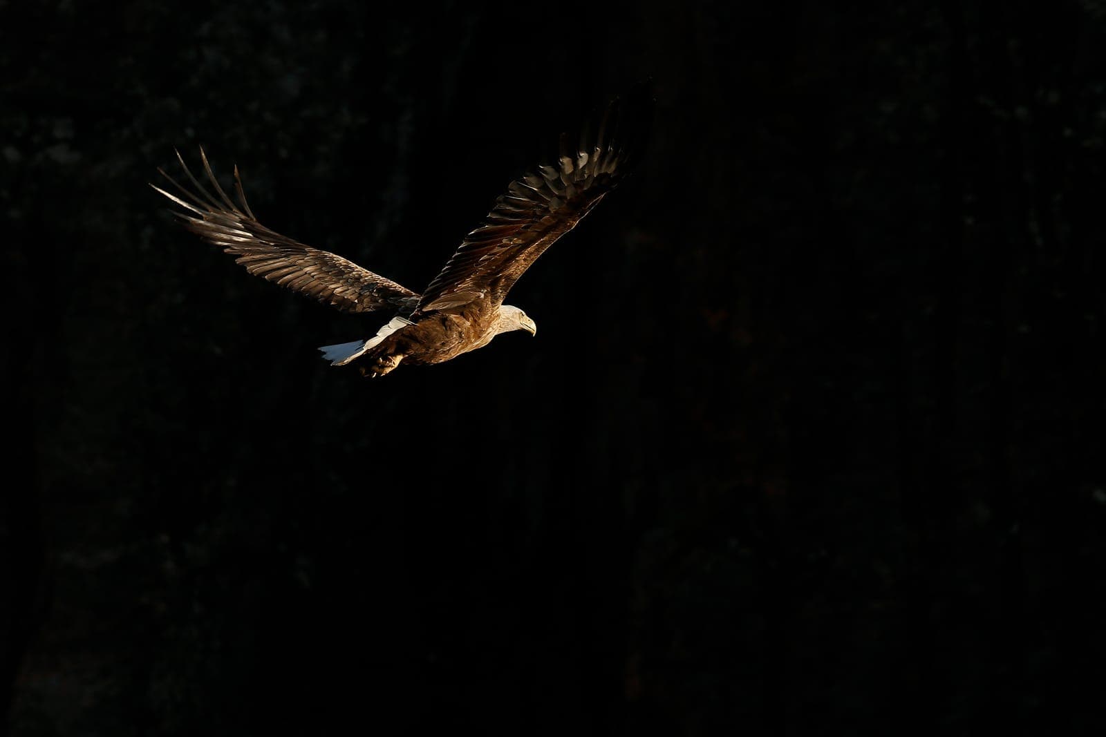 Norge — Havørne, elge og arktisk lys