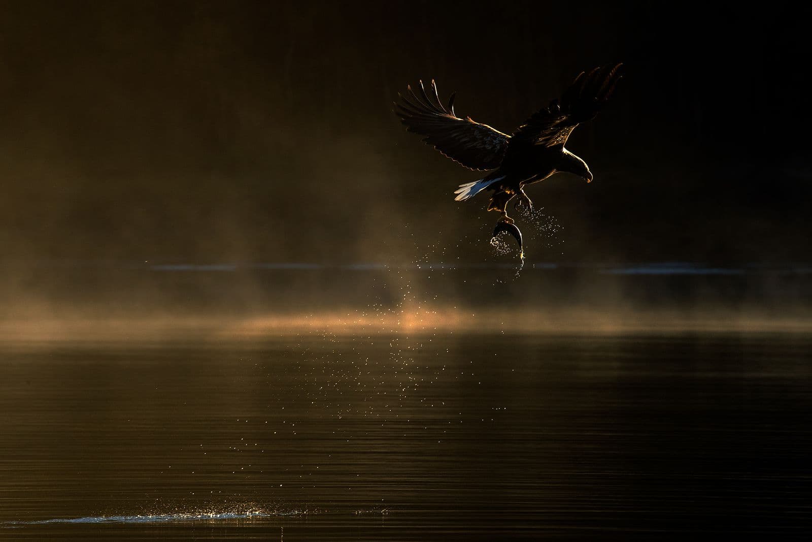 Ørnenes rige efterårsfarver