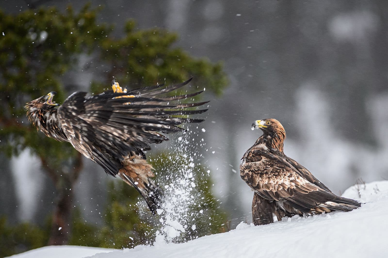 Vinter i ørnerigtet